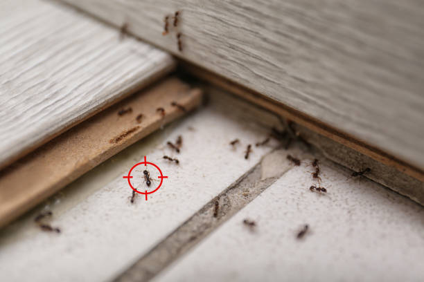 Trusted Gatlinburg, TN Pest Control Experts